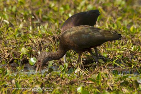 Cuervillo de cañada (White-faced Ibis) Plegadis chihi