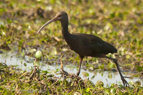 Cuervillo de cañada (White-faced Ibis) Plegadis chihi