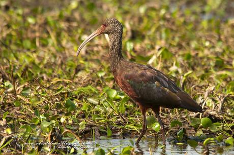 Cuervillo de cañada (White-faced Ibis) Plegadis chihi