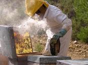 apicultura??? what beekeeping