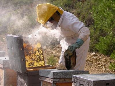 QUE ES LA APICULTURA??? - WHAT IS THE BEEKEEPING ???