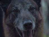 tienes perro, este anuncio hará llorar