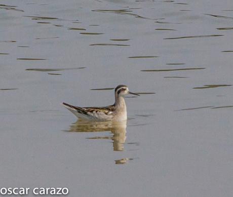 FALAROPO PICOFINO EN SALBURUA