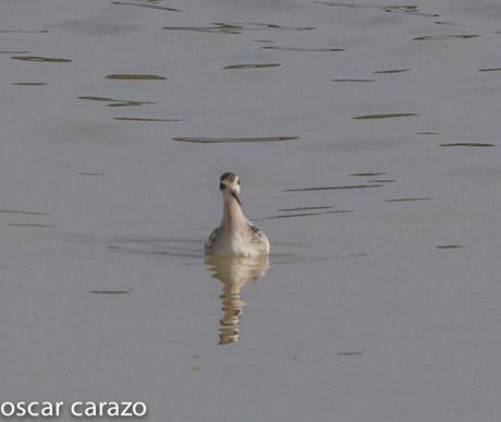 FALAROPO PICOFINO EN SALBURUA