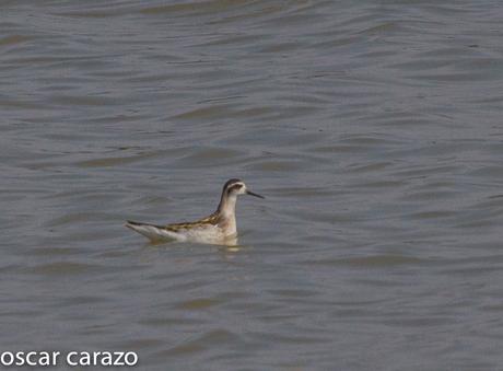 FALAROPO PICOFINO EN SALBURUA