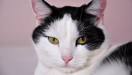 los gatos y las infecciones en el oído