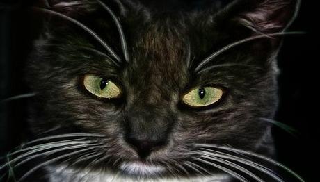 infecciones del oído en los gatos