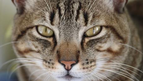 las infecciones del oído en los gatos