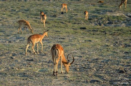 Safari en Botswana, Parque Nacional Chobe