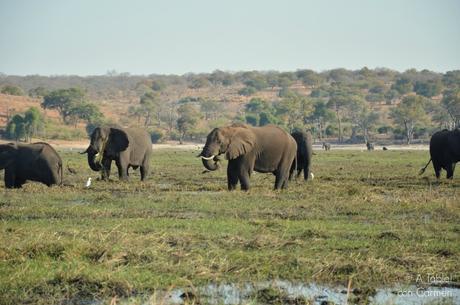Safari en Botswana, Parque Nacional Chobe