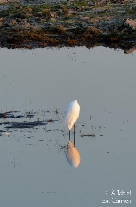 Safari en Botswana, Parque Nacional Chobe