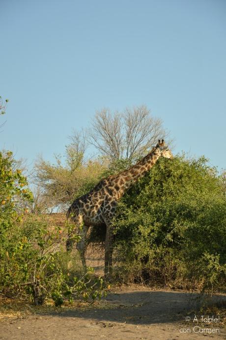 Safari en Botswana, Parque Nacional Chobe