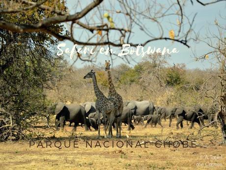 Safari en Botswana, Parque Nacional Chobe