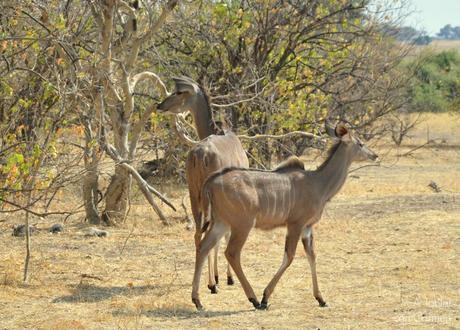 Safari en Botswana, Parque Nacional Chobe