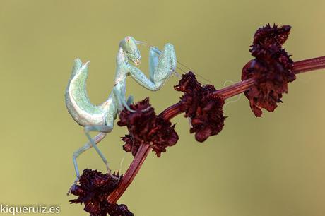 Macro fotografía making-of paso a paso Macro fotografía making-of paso a paso