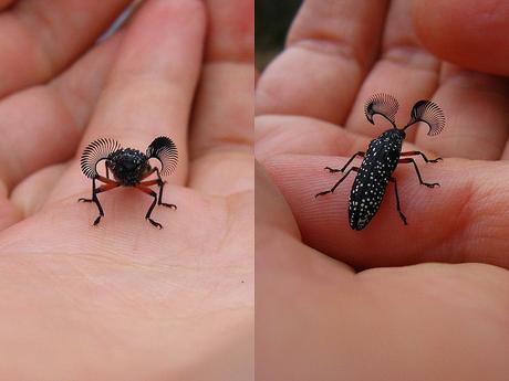 Un escarabajo con grandes pestañas