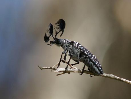 Un escarabajo con grandes pestañas