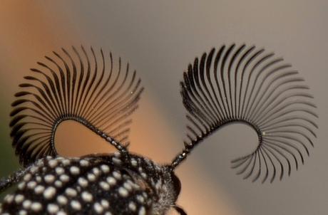 Un escarabajo con grandes pestañas