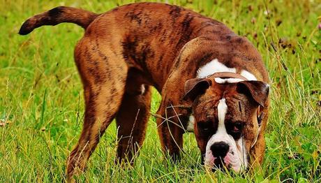 perro boxer