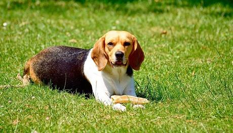 perro raza beagle