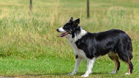 collie perro