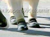 Perros Parada Militar