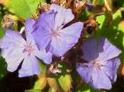 Cerato (Ceratostigma)