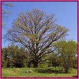 Oak (Roble)
