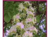 Chestnut (Brote Castaño)