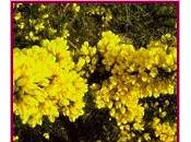 Gorse (Aulaga)