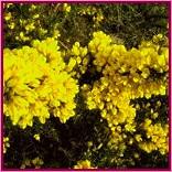 Gorse (Aulaga)