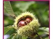 Sweet chestnut (Castaño Dulce)