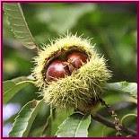 Sweet chestnut (Castaño Dulce)