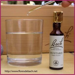 De qué forma tomar las flores de Bach