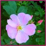 Wild Rose (Escaramujo)