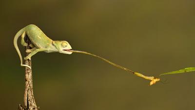 Chameleon Eating