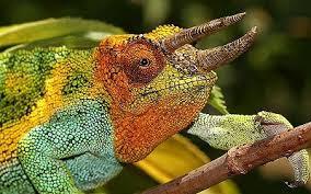 Differents SpeCies of Chameleons