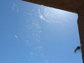 ¿Sabías tela araña resistente acero?