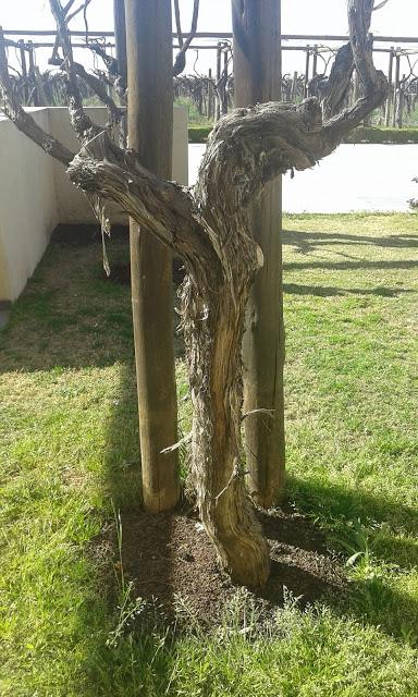 EL MEJOR MARIDAJE VINOS Y GASTRONOMIA EN BODEGA AGOSTINO EN MENDOZA