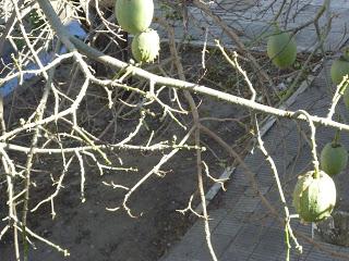 ¿Que arbol es este?,¿Como identificar un árbol por sus frutos?. Parte 2: