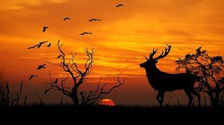 Atardecer en Monfragüe Expectativa