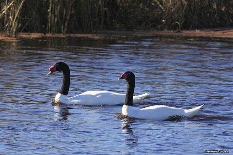 Cisnes de la laguna