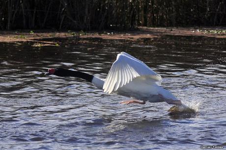 Cisnes de la laguna