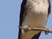 Golondrina doméstica (Gray-breasted Martin) Progne chalybea