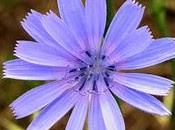 Chicory (Achicoria)