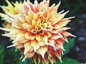 Completamente abierta mundo