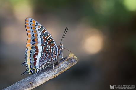 Charaxes jasius (Two-tailed Pasha or Foxy Emperor)