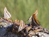 Charaxes jasius (Two-tailed Pasha Foxy Emperor)