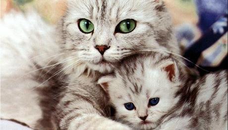 los nombres en inglés para gatos