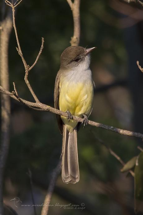 Burlisto pico canela (Swainson´s Flycatcher) Myiarchus swainsoni